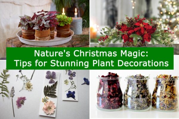 Nature's Christmas Magic: Tips for Stunning Plant Decorations