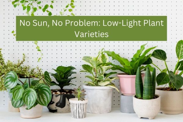 No Sun, No Problem: Low-Light Plant Varieties