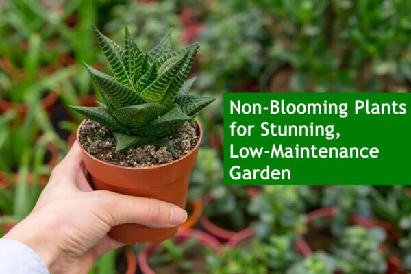 Non-Blooming Plants for Stunning, Low-Maintenance Garden