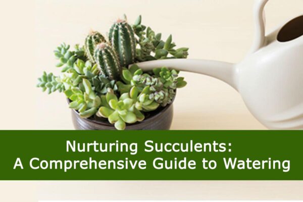 Nurturing Succulents: A Comprehensive Guide to Watering