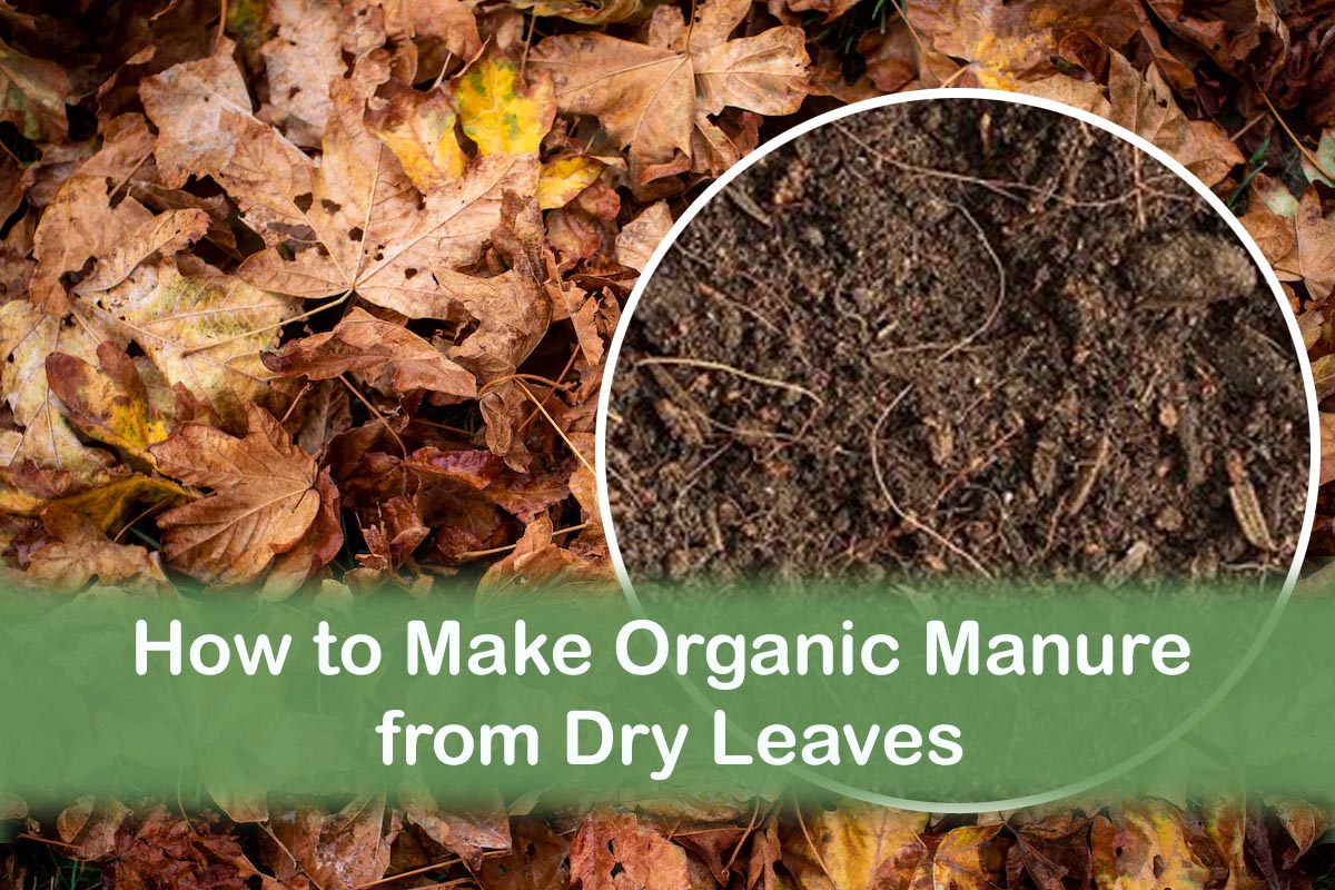 how-to-make-organic-manure-from-dry-leaves-plants-information