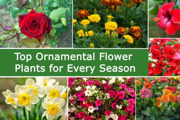 Top Ornamental Flower Plants for Every Season