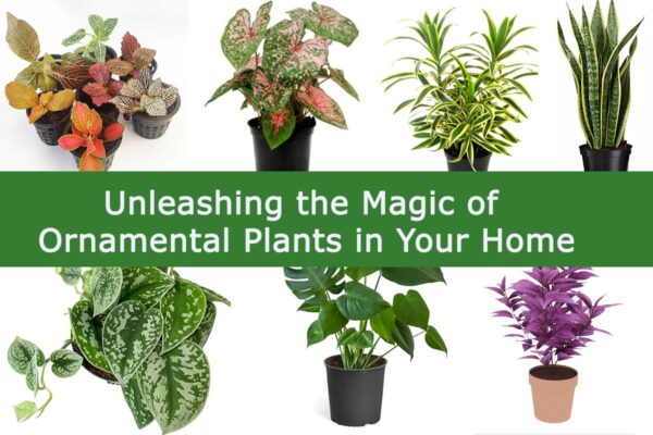 Unleashing the Magic of Ornamental Plants in Your Home