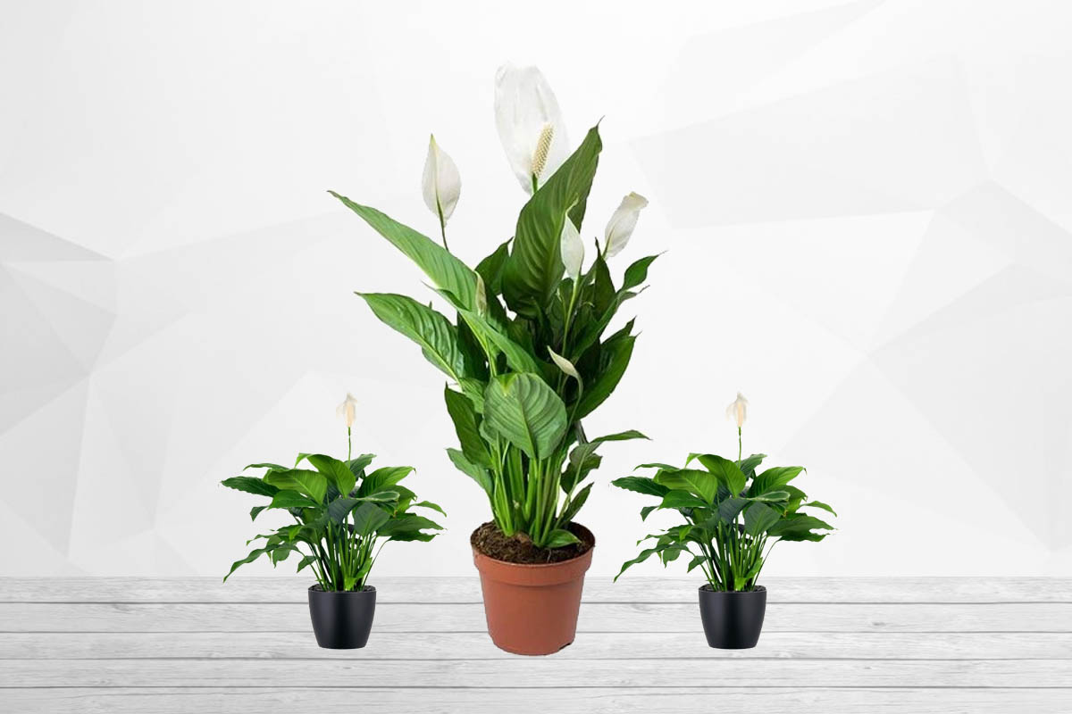 peace-lily-cobra-plant-plants-information