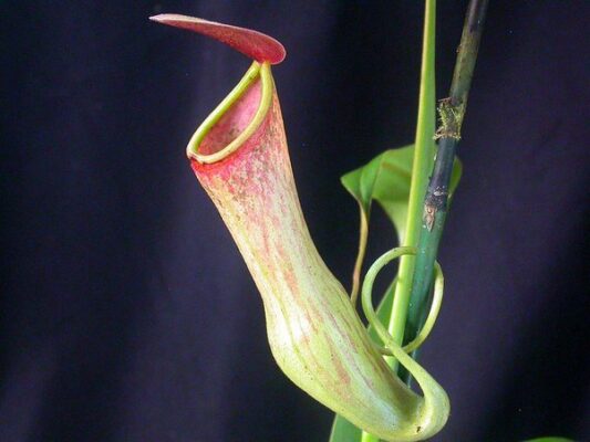 Pitcher plant