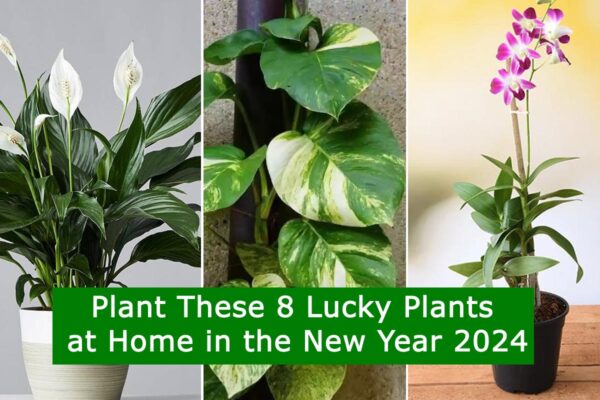 Plant These 8 Lucky Plants at Home in the New Year 2024