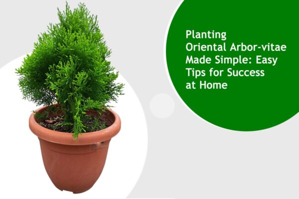 Planting Oriental Arbor-vitae Made Simple: Easy Tips for Success at Home