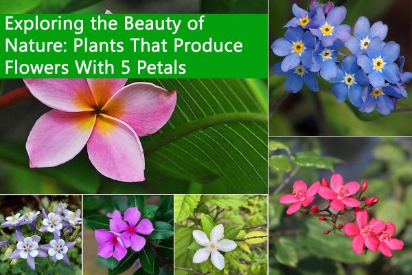 Plants That Produce Flowers With 5 Petals
