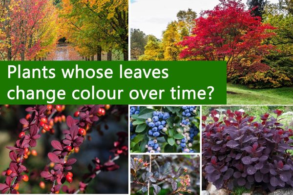 Plants whose leaves change colour over time