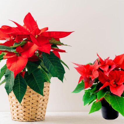 Poinsettia Plant information