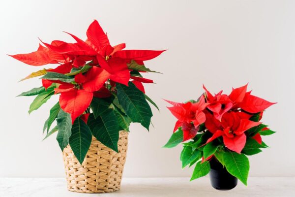Poinsettia Plant information