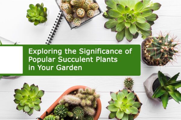 Exploring the Significance of Popular Succulent Plants in Your Garden