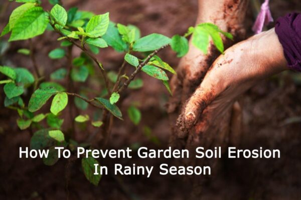 How To Prevent Garden Soil Erosion In Rainy Season
