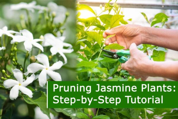 Pruning Jasmine Plants: Step-by-Step Tutorial