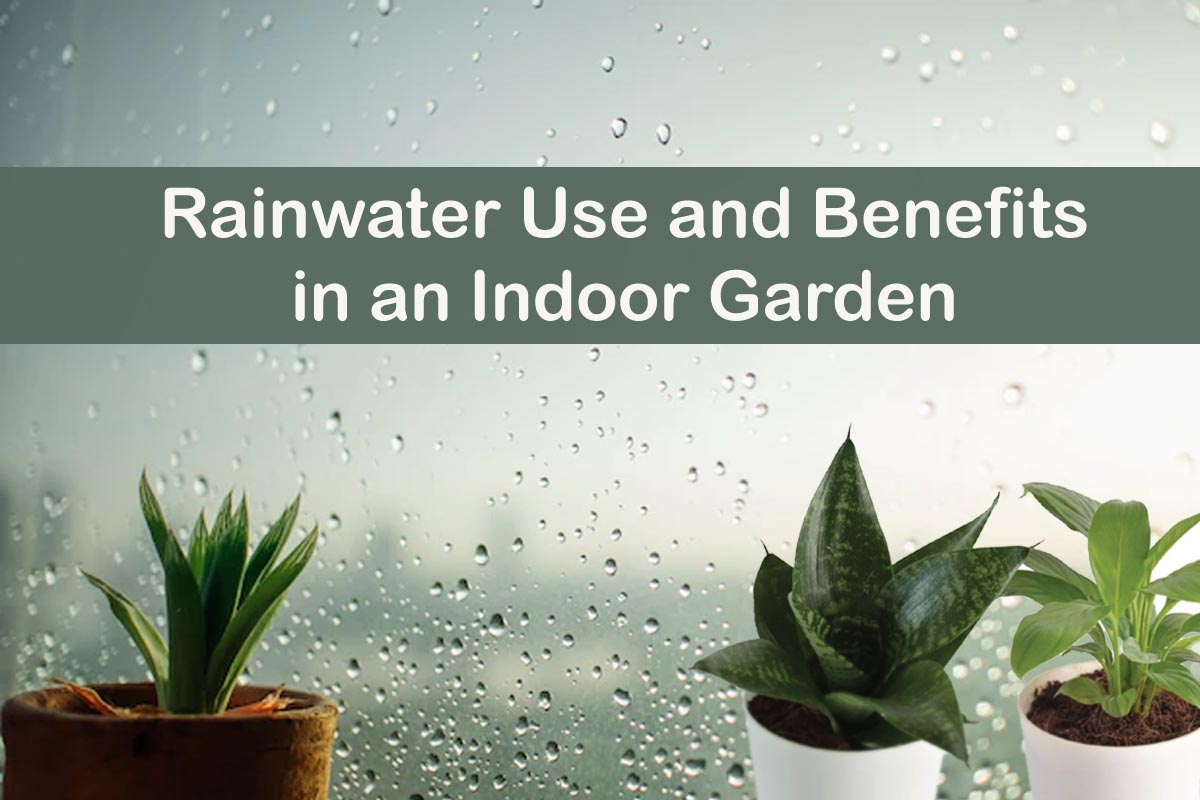 Rainwater Use And Benefits In An Indoor Garden | Plants Information