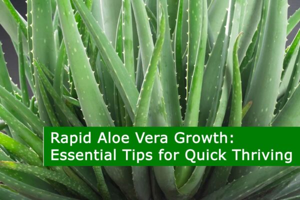 Rapid Aloe Vera Growth: Essential Tips for Quick Thriving