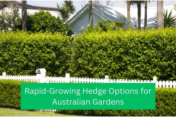 Rapid-Growing Hedge Options for Australian Gardens