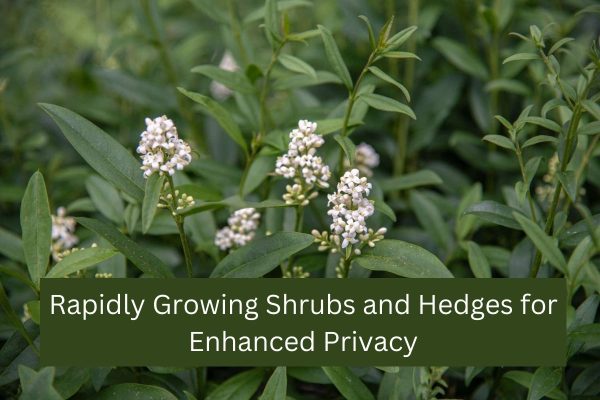 Rapidly Growing Shrubs and Hedges for Enhanced Privacy
