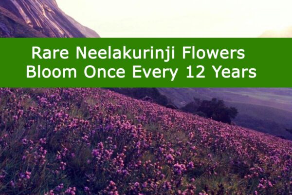 Rare Neelakurinji Flowers Bloom Once Every 12 Years