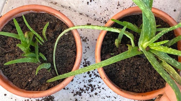Replanting Aloe Vera