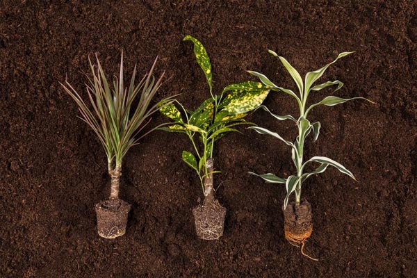 Reporting on Plant Roots in Potted Plant