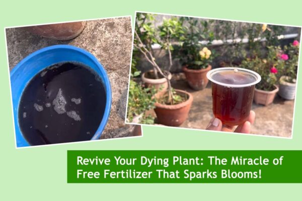Revive Your Dying Plant: The Miracle of Free Fertilizer That Sparks Blooms!