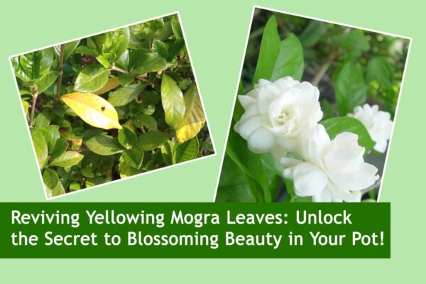 Reviving Yellowing Mogra Leaves: Unlock the Secret to Blossoming Beauty in Your Pot!