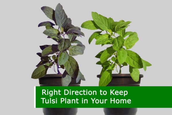 Right Direction to Keep Tulsi Plant in Your Home