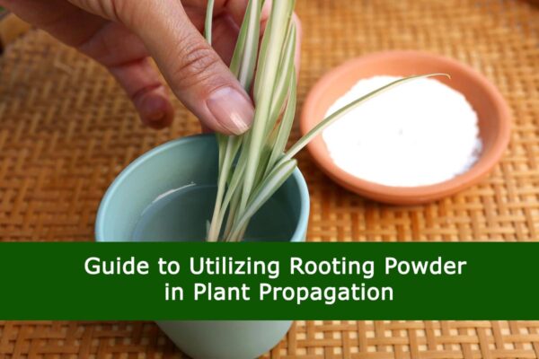 Guide to Utilizing Rooting Powder in Plant Propagation