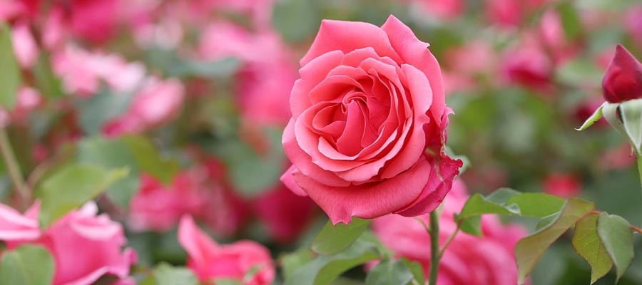 Rose Flower Plants Information