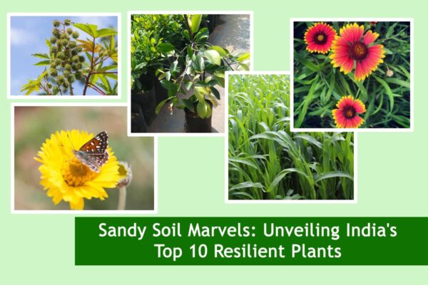 Sandy Soil Marvels: Unveiling India's Top 10 Resilient Plants