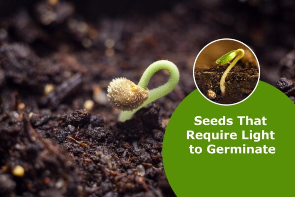 Seeds That Require Light to Germinate