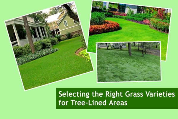 Selecting the Right Grass Varieties for Tree-Lined Areas