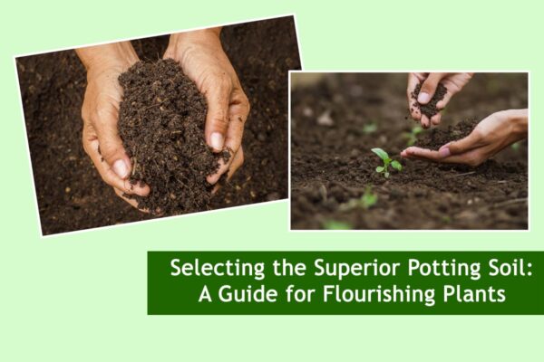 Selecting the Superior Potting Soil: A Guide for Flourishing Plants