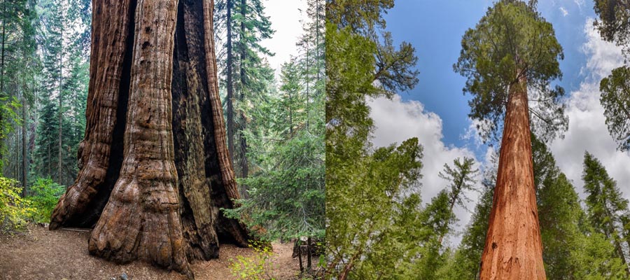 Giant Sequoia Tree