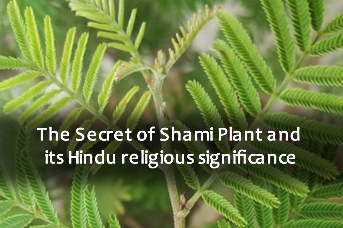 the-secret-of-shami-plant-and-its-hindu-religious-significance-plants