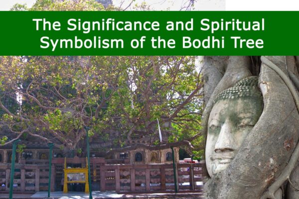 Significance and Spiritual Symbolism of the Bodhi Tree