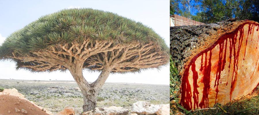 Socotra Dragon Tree ड्रैगन ब्लड ट्री