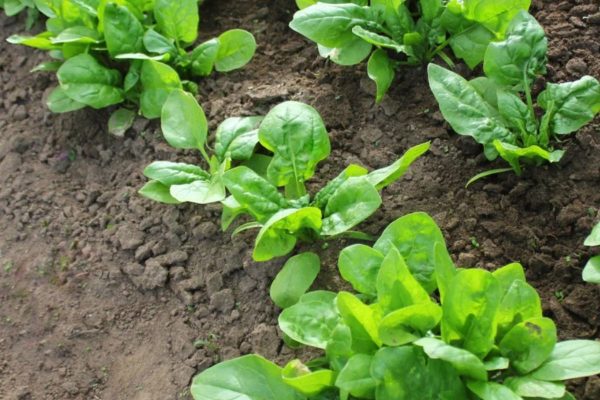 Spinach plant information