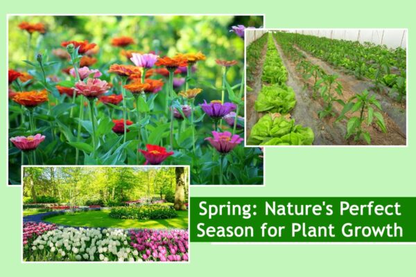 Spring: Nature's Perfect Season for Plant Growth