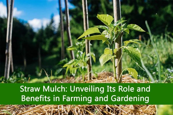 Straw Mulch: Unveiling Its Role and Benefits in Farming and Gardening