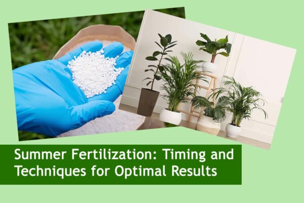 Summer Fertilization: Timing and Techniques for Optimal Results