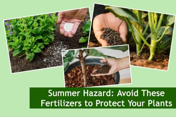 Summer Hazard: Avoid These Fertilizers to Protect Your Plants