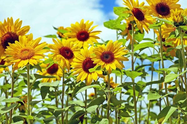 Sunflower information