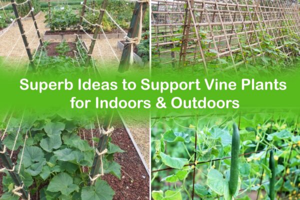 Superb Ideas to Support Vine Plants for Indoors & Outdoors