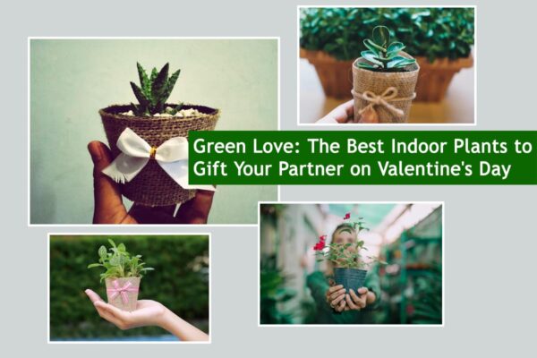 Green Love: The Best Indoor Plants to Gift Your Partner on Valentine's Day
