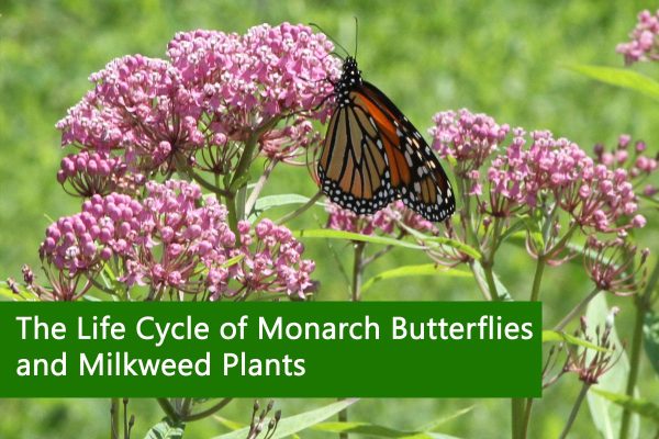 The Life Cycle of Monarch Butterflies and Milkweed Plants