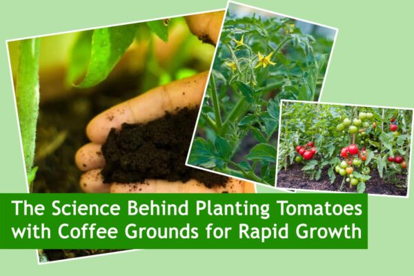 The Science Behind Planting Tomatoes with Coffee Grounds for Rapid Growth