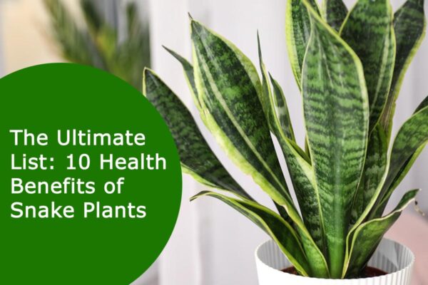 The Ultimate List: 10 Health Benefits of Snake Plants