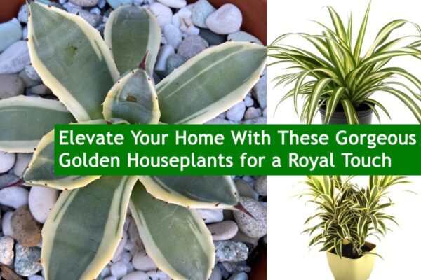 Elevate Your Home With These Gorgeous Golden Houseplants for a Royal Touch